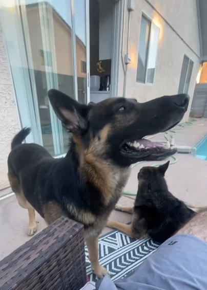 Load video: Ollie and Freyja (both GSD) playing