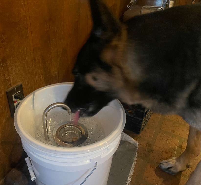 German Shephard drinking from freedom pet fountain 